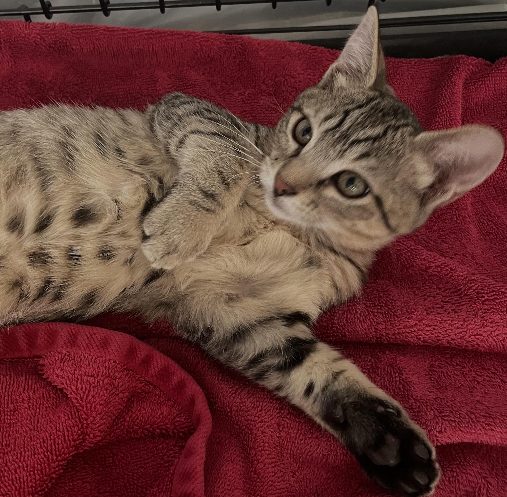 Loki