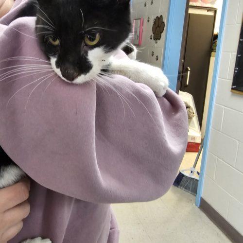 Dark Knight, Adoptable, Young Male Domestic Short Hair.