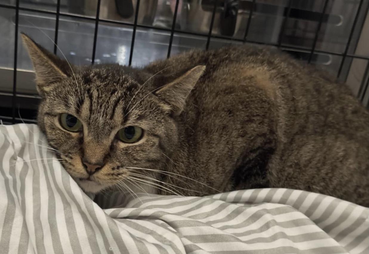 Enlarge Dallas (F), a Adoptable Domestic Short Hair in staten island, NY image 2/2