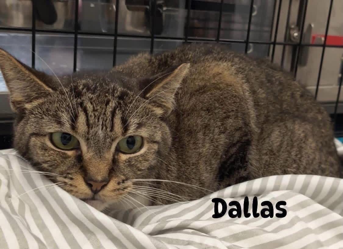 Enlarge Dallas (F), a Adoptable Domestic Short Hair in staten island, NY image 1/2