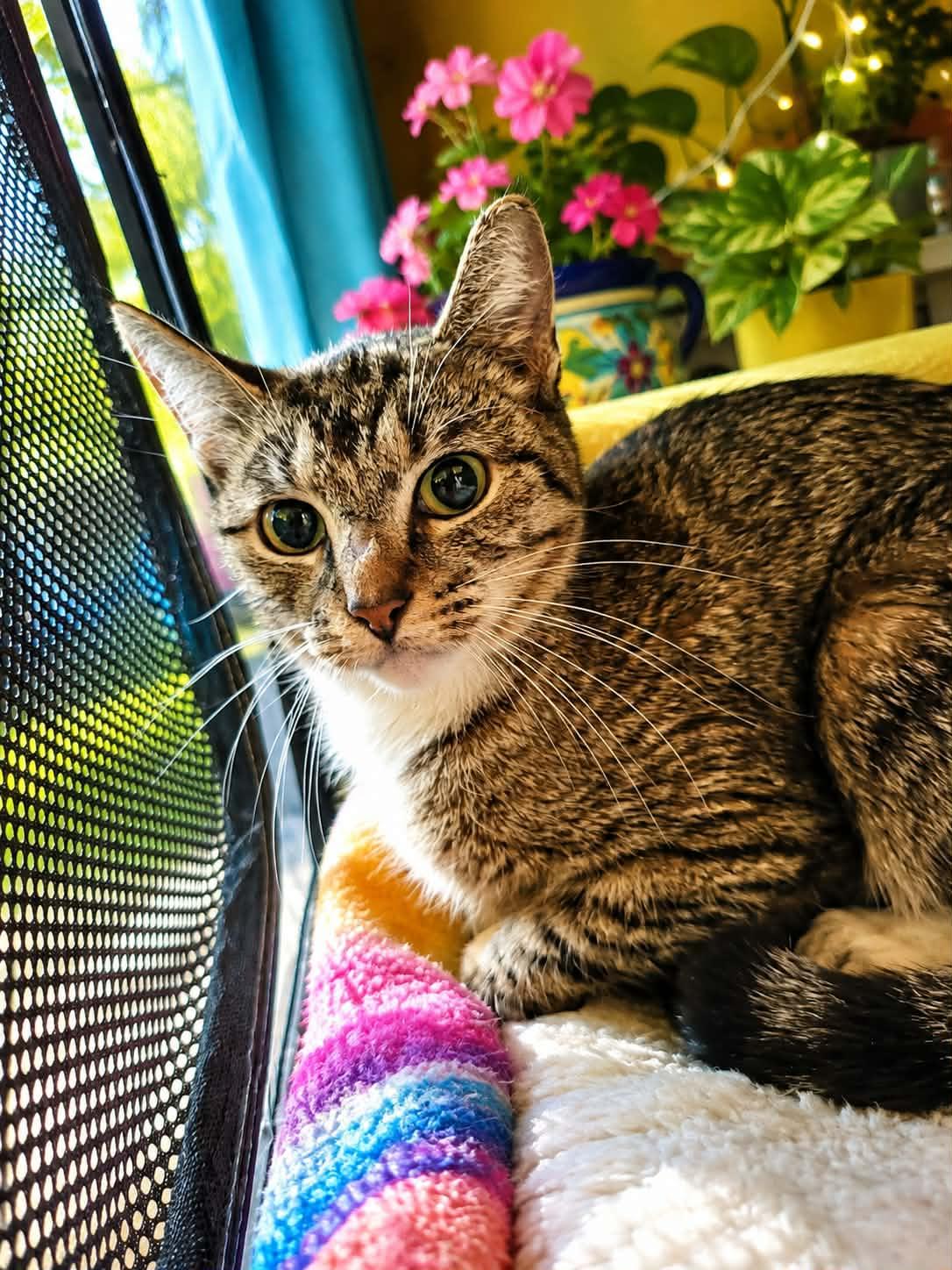 Enlarge Dallas (F), a Adoptable Domestic Short Hair in staten island, NY image 2/4