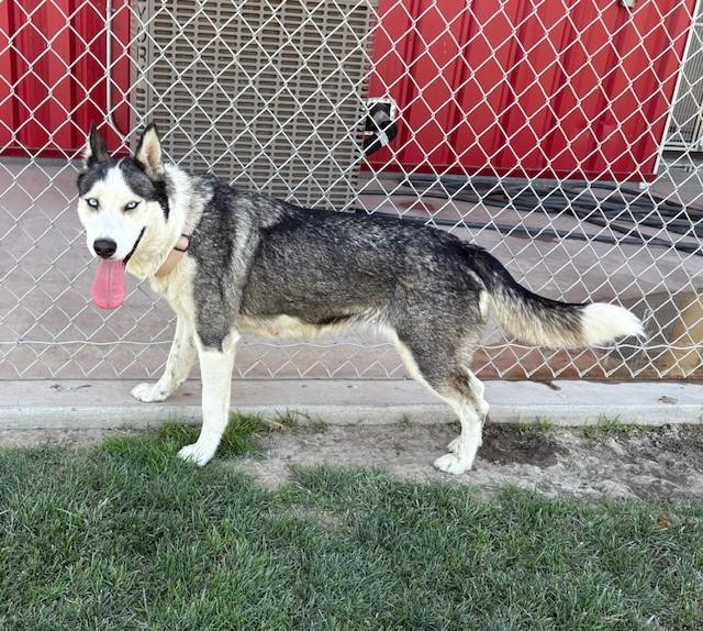 Enlarge OSITA, a Adoptable Husky in Delano, CA image 3/4