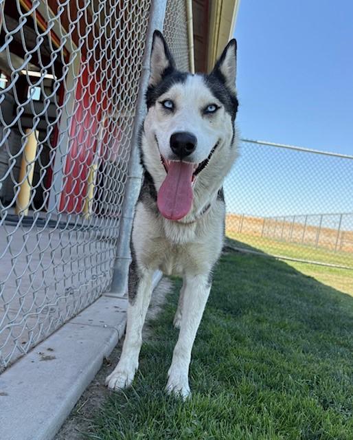 Enlarge OSITA, a Adoptable Husky in Delano, CA image 4/4