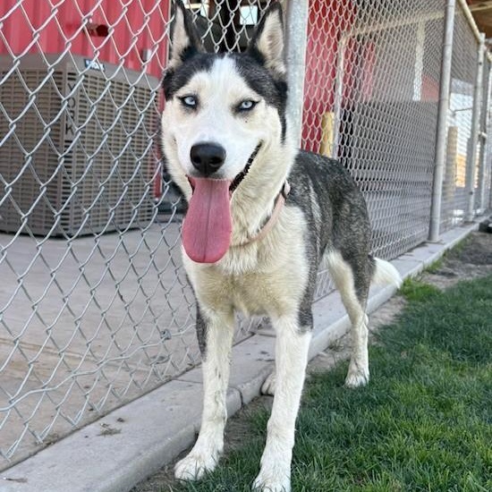 Enlarge OSITA, a Adoptable Husky in Delano, CA image 1/4