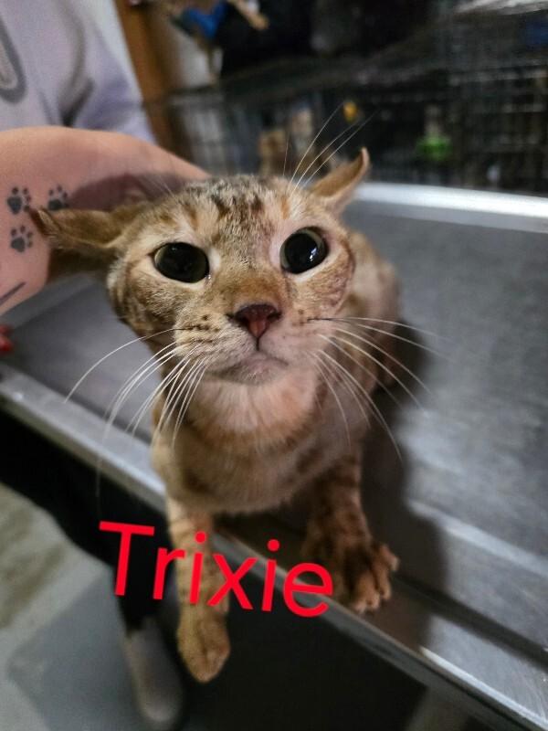 Trixie