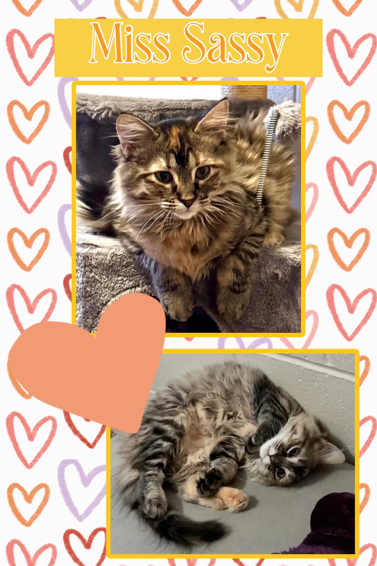 Sassy, adopted, Young Female Domestic Long Hair.