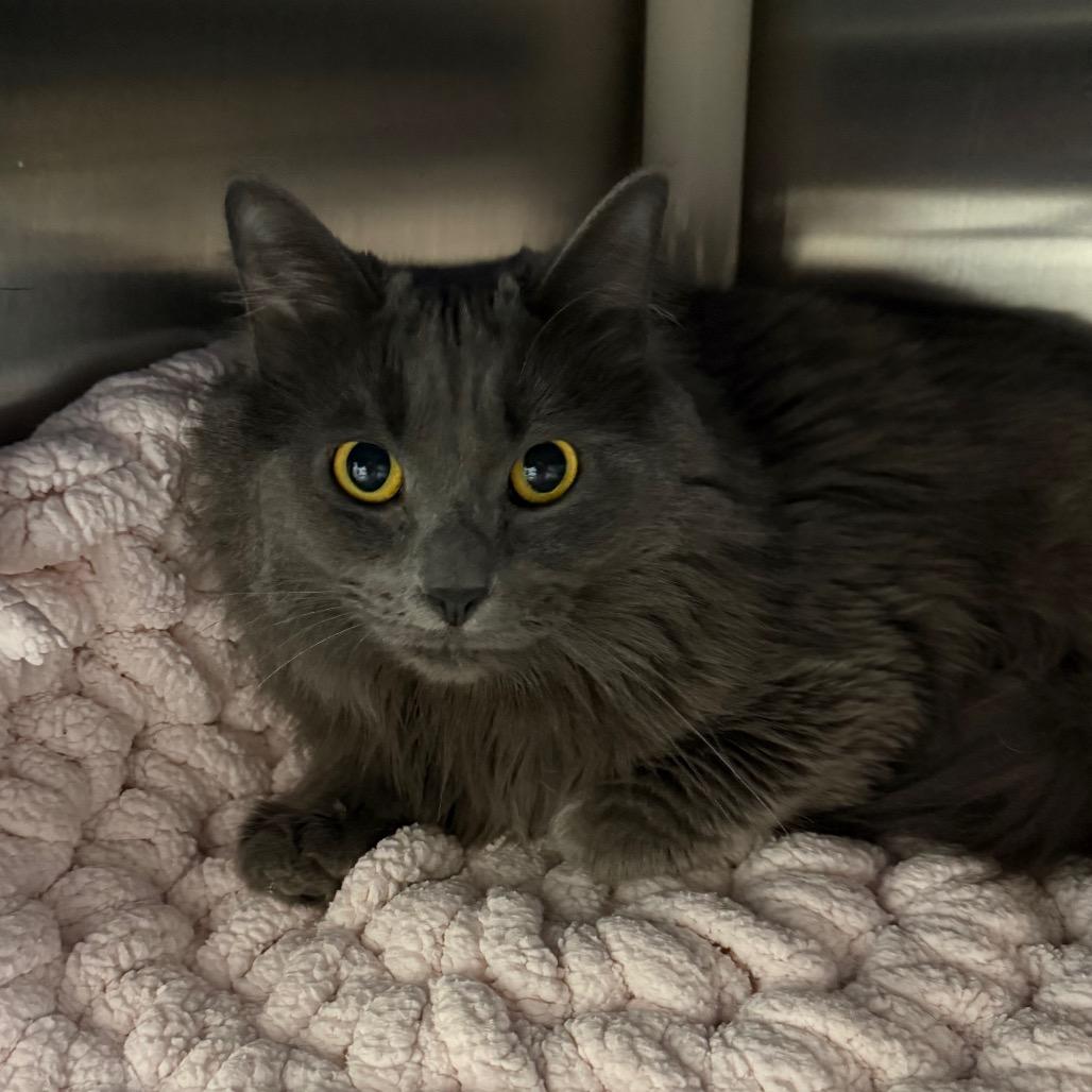 Enlarge Oona, a Adoptable Domestic Long Hair in Detroit Lakes, MN image 1/6