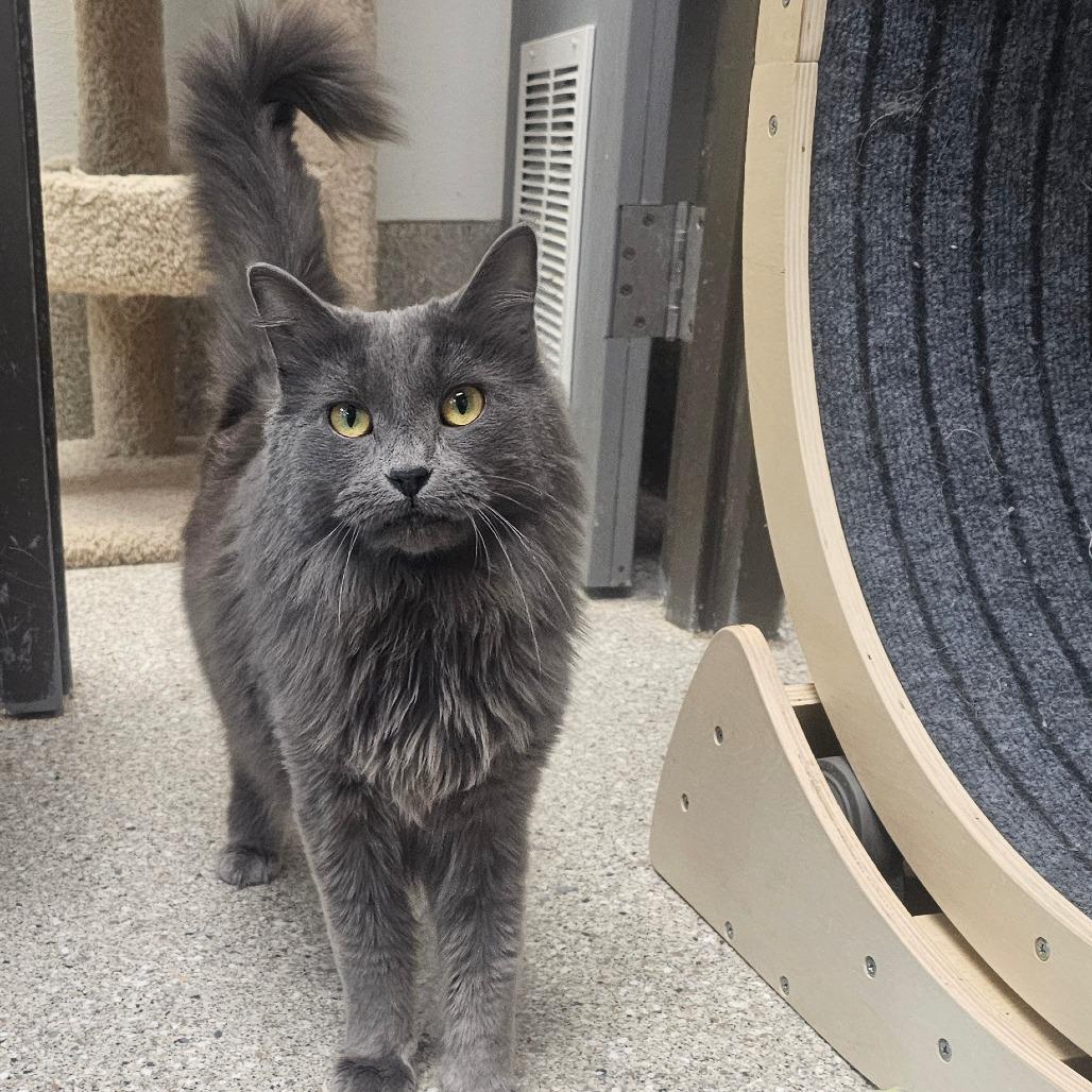 Enlarge Oona, a Adoptable Domestic Long Hair in Detroit Lakes, MN image 2/6