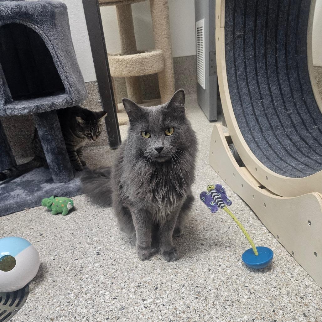 Enlarge Oona, a Adoptable Domestic Long Hair in Detroit Lakes, MN image 3/6