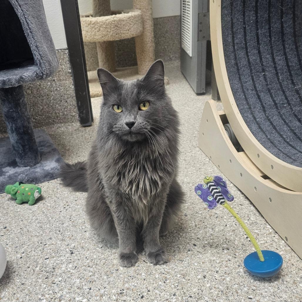 Enlarge Oona, a Adoptable Domestic Long Hair in Detroit Lakes, MN image 4/6