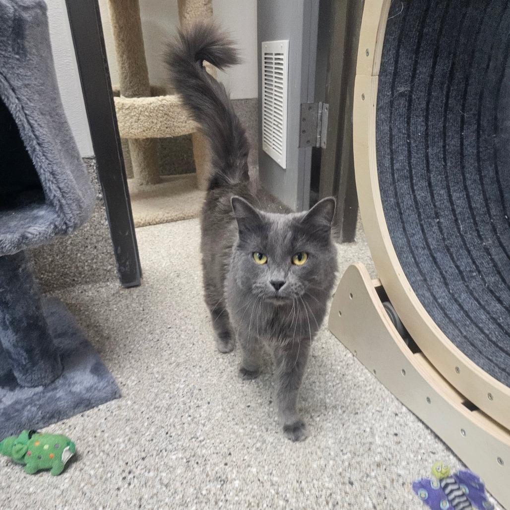 Enlarge Oona, a Adoptable Domestic Long Hair in Detroit Lakes, MN image 5/6