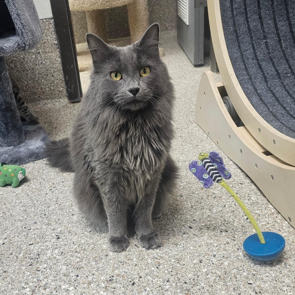 Enlarge Oona, a Adoptable Domestic Long Hair in Detroit Lakes, MN image 6/6