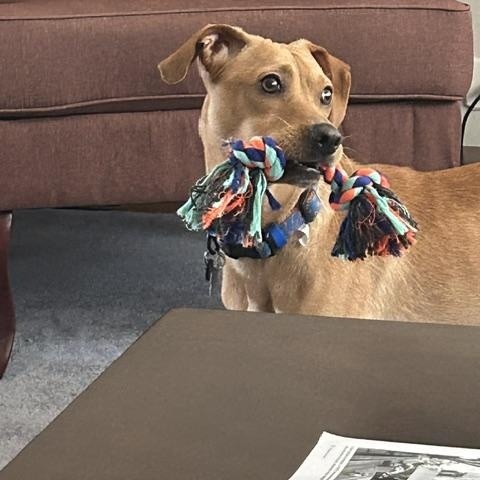 Scarlett, an adopted mixed breed in Elmhurst, IL image 3/4