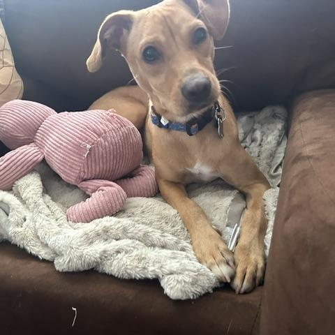 Scarlett, adopted, Young Female Terrier.