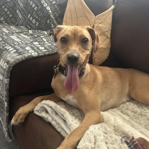 Scarlett, an adopted mixed breed in Elmhurst, IL image 2/4