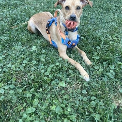 Scarlett, an adopted mixed breed in Elmhurst, IL image 4/4