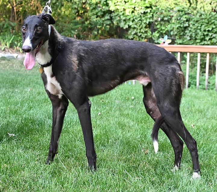 Enlarge Coach, a Adopted Greyhound in Minneapolis, MN image 1/3