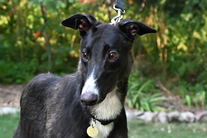 Enlarge Coach, a Adopted Greyhound in Minneapolis, MN image 2/3