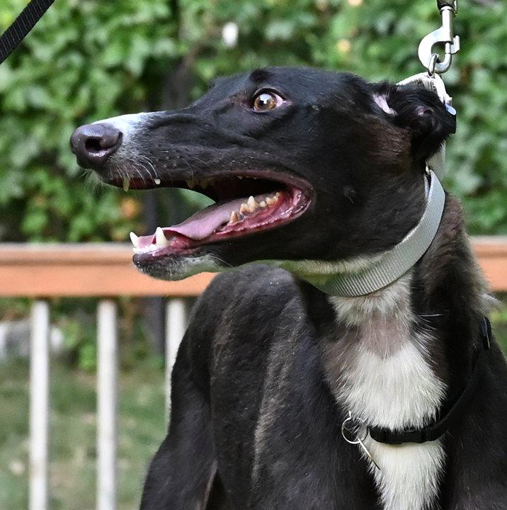 Enlarge Coach, a Adopted Greyhound in Minneapolis, MN image 3/3