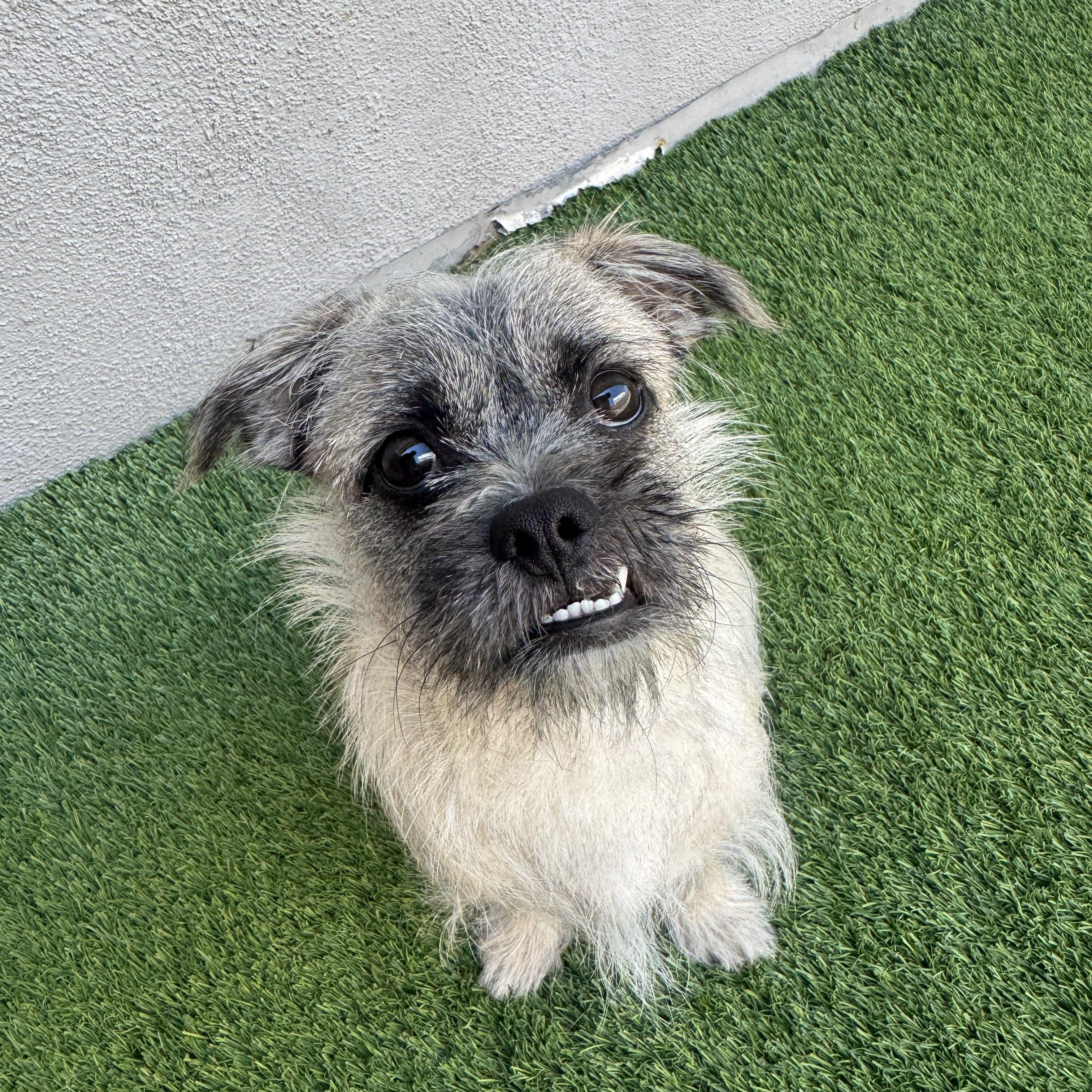 Wesley , a ADOPTABLE mixed breed in Henderson, NV image 2/2