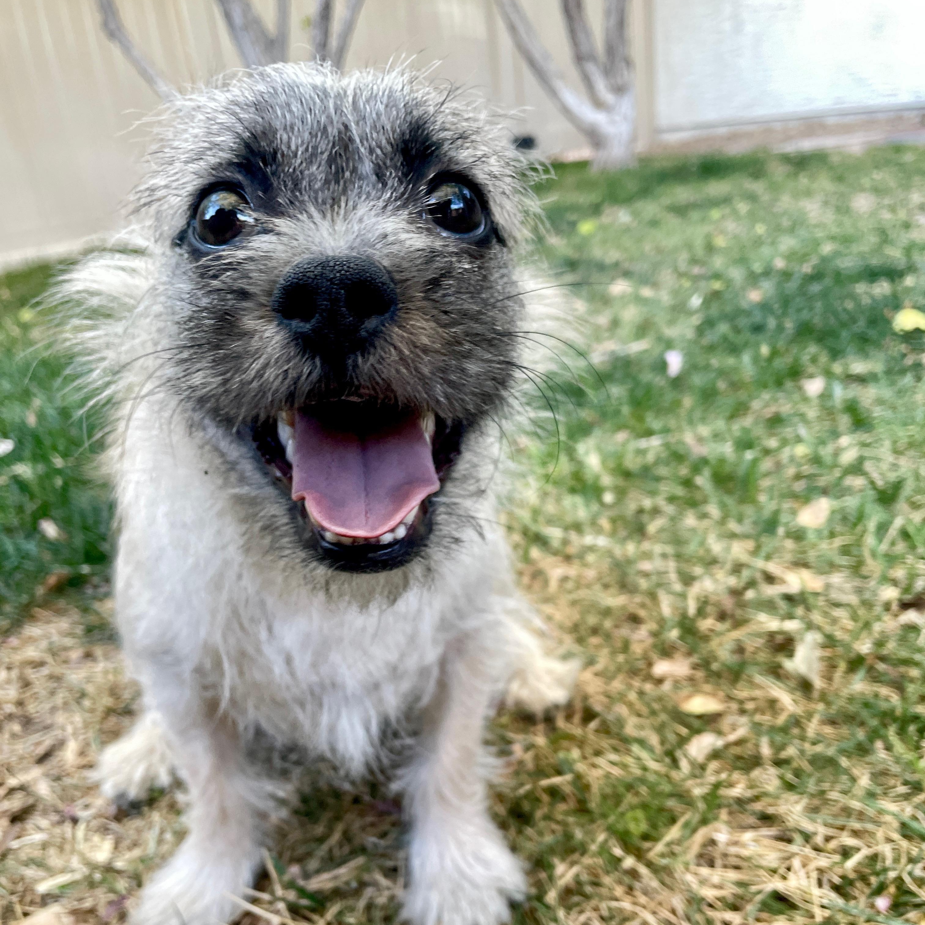 Wesley , a ADOPTABLE mixed breed in Henderson, NV image 1/2