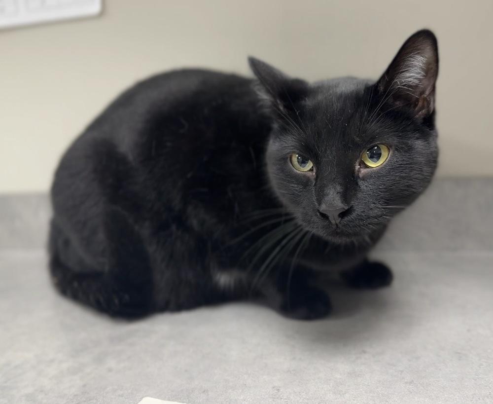 Handsome, Adoptable, Adult Male Domestic Short Hair.