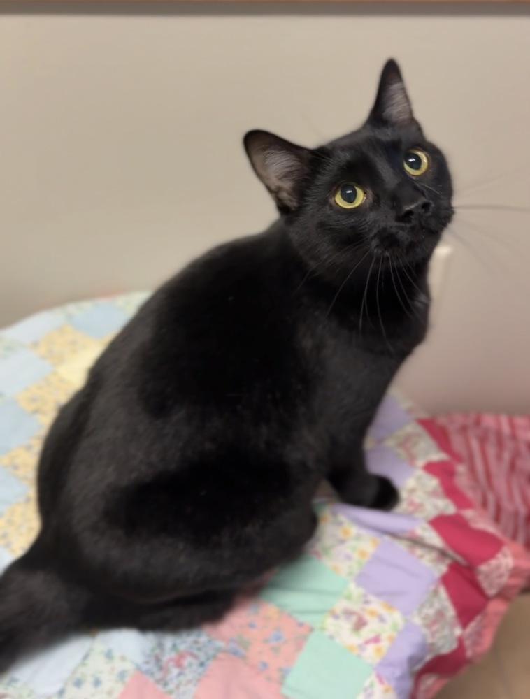 Enlarge Handsome, a Adoptable mixed breed in Bemidji, MN image 2/2