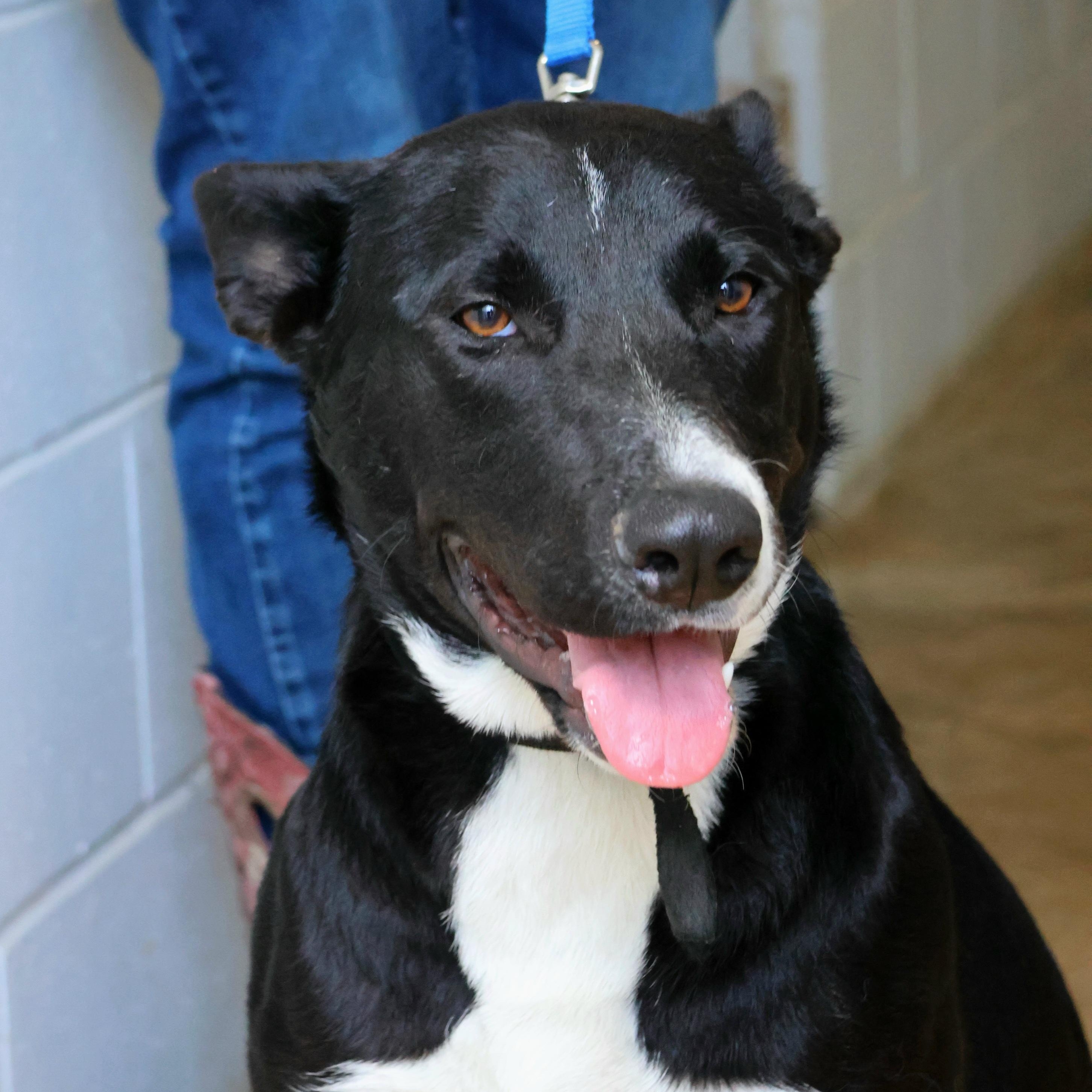 Callina, ADOPTABLE, Adult Female Border Collie & German Shepherd Dog.