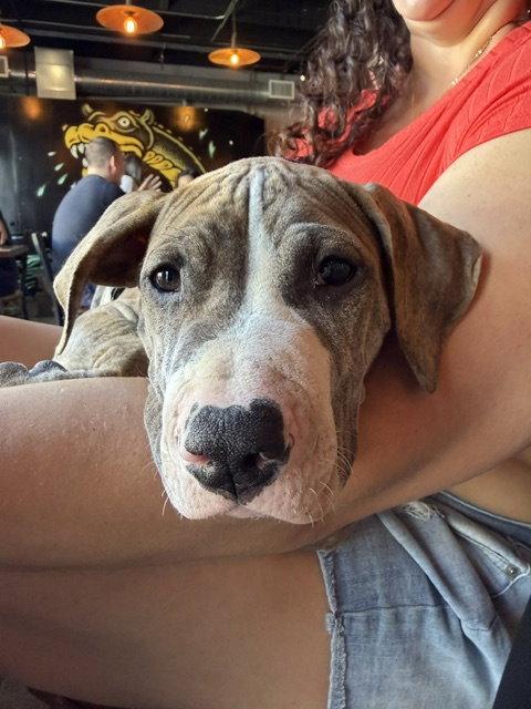 Tigger, Adoptable, Puppy Male Pit Bull Terrier.