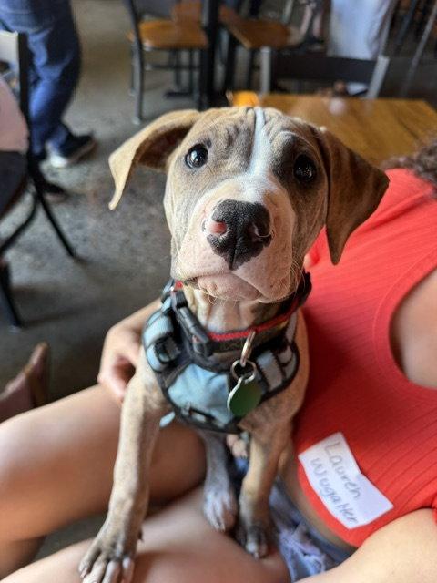 Tigger, a Adoptable Pit Bull Terrier in Seattle, WA image 3/3