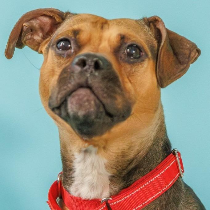 Plum, Adoptable, Young Female Beagle & Pit Bull Terrier.