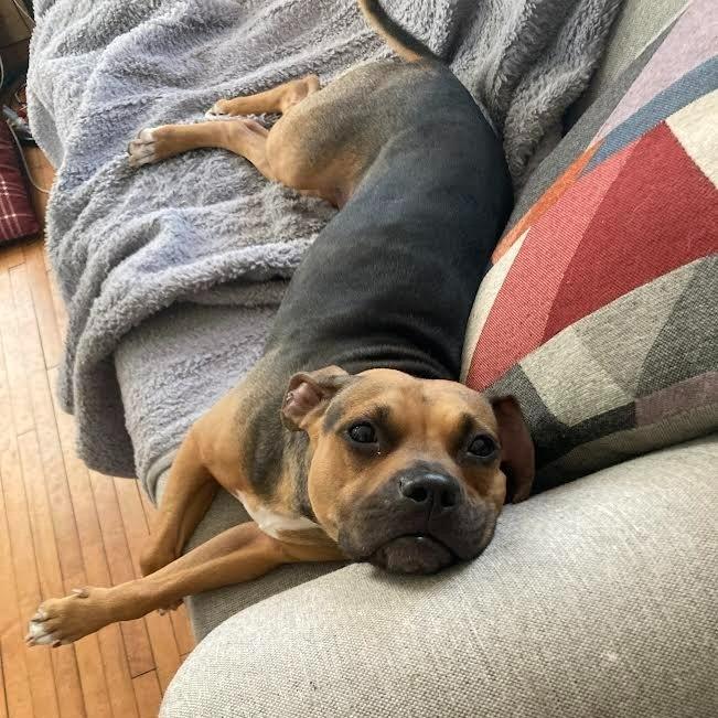 Plum, a Adoptable mixed breed in Minneapolis, MN image 5/6