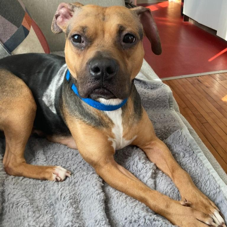 Plum, a Adoptable mixed breed in Minneapolis, MN image 4/6