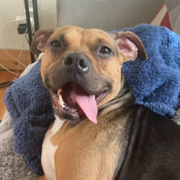 Plum, a Adoptable mixed breed in Minneapolis, MN image 3/6