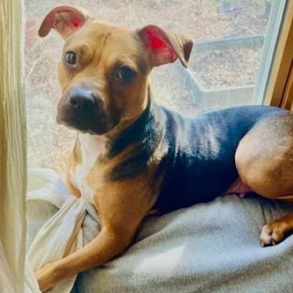 Enlarge Plum, a Adoptable mixed breed in Minneapolis, MN image 5/6