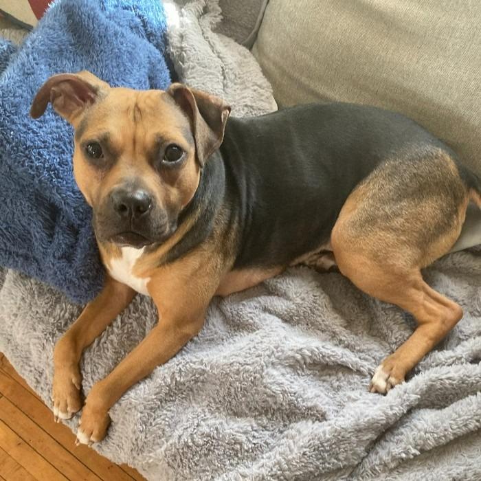 Plum, a Adoptable mixed breed in Minneapolis, MN image 6/6