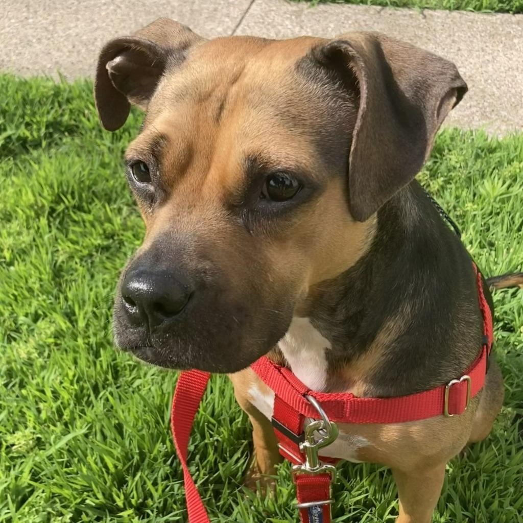 Plum, a Adoptable mixed breed in Minneapolis, MN image 2/6