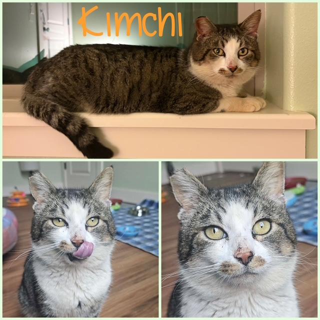 Enlarge KimChi, a ADOPTABLE Domestic Short Hair in Eugene, OR image 2/5