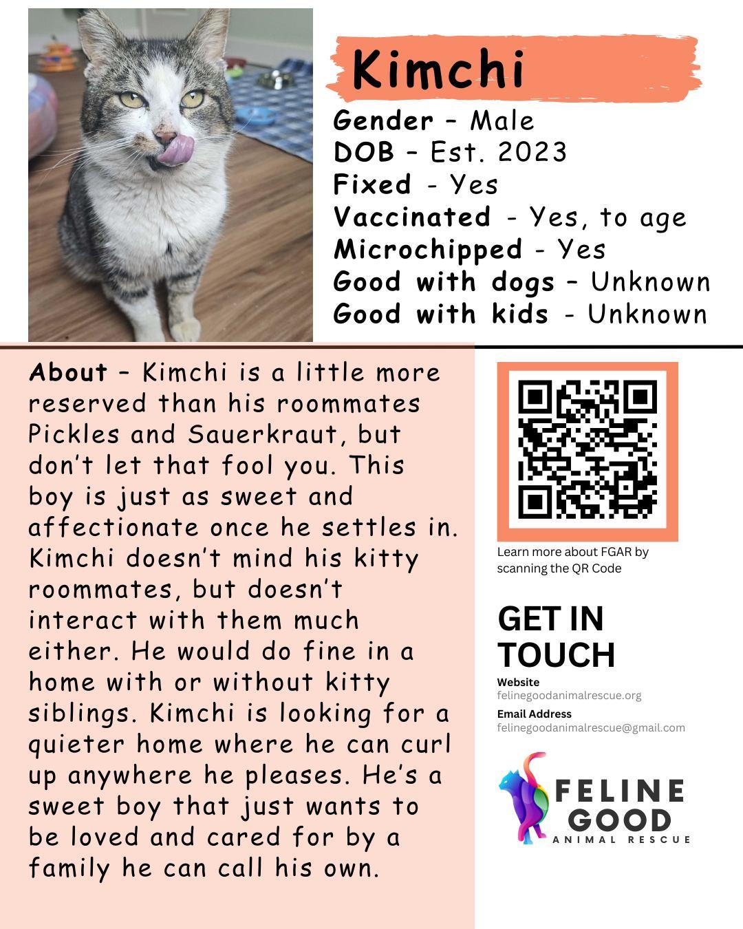 Enlarge KimChi, a ADOPTABLE Domestic Short Hair in Eugene, OR image 5/5