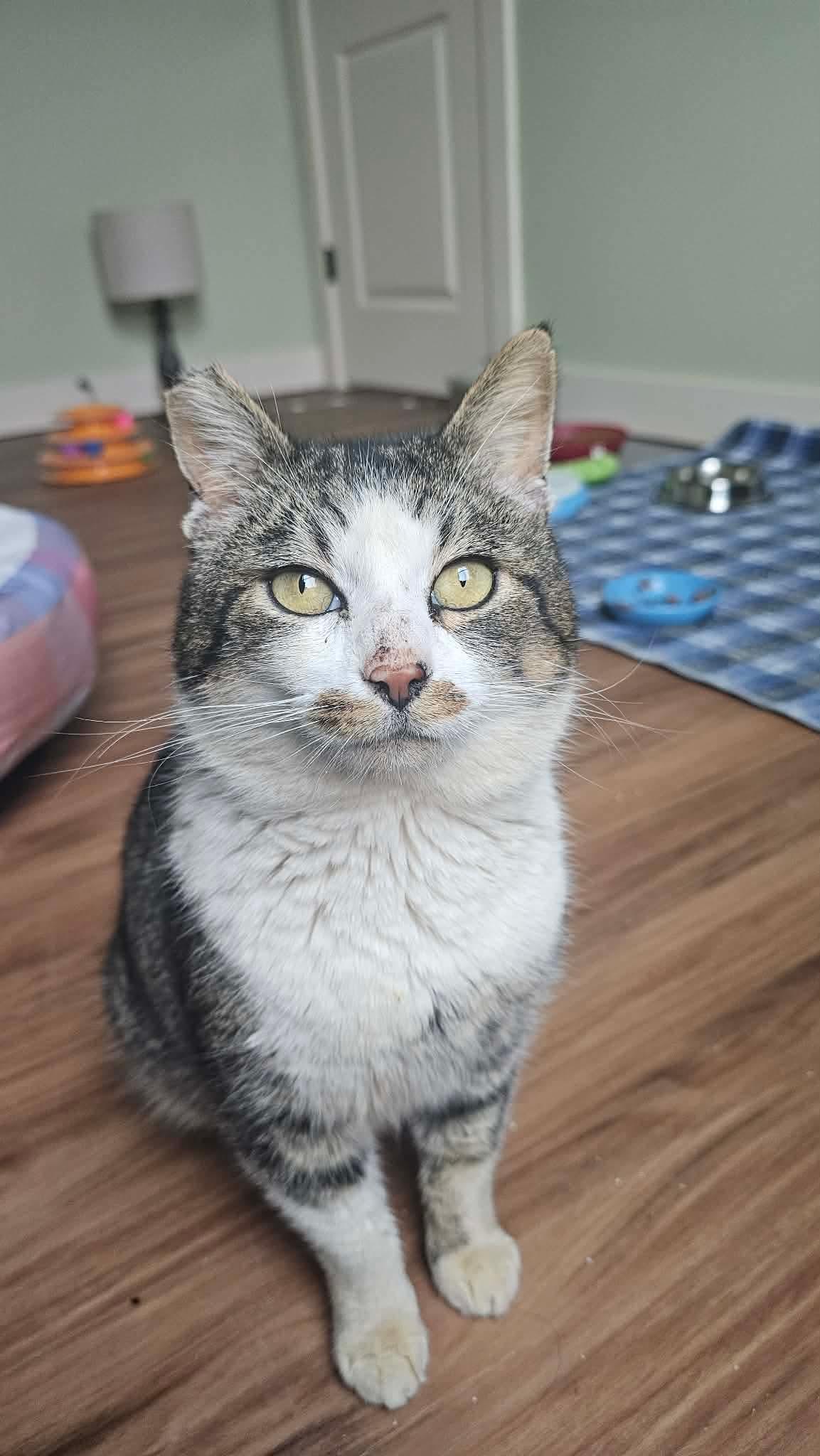 KimChi, ADOPTABLE, Adult Male Domestic Short Hair.