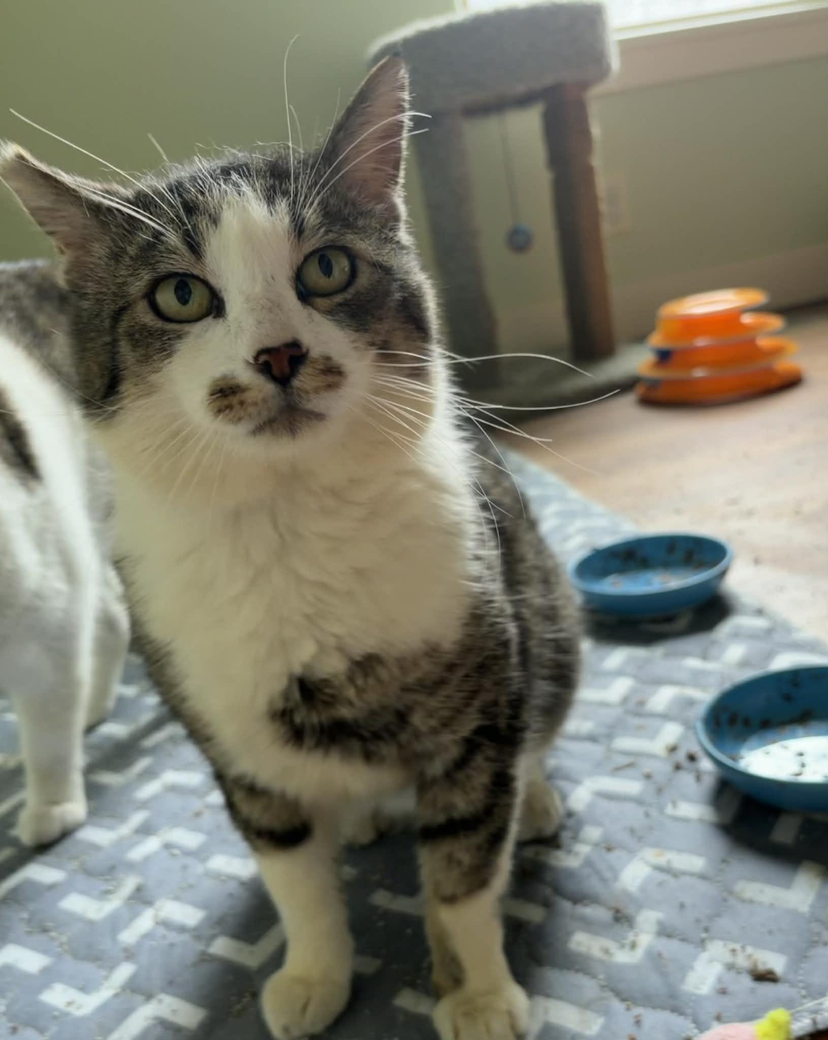 Enlarge KimChi, a ADOPTABLE Domestic Short Hair in Eugene, OR image 3/5