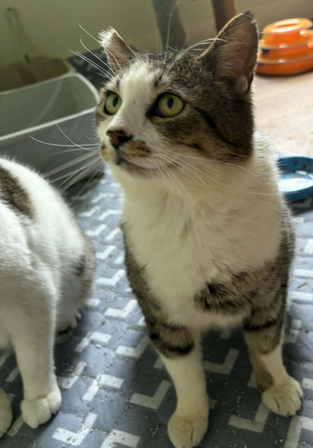 Enlarge KimChi, a ADOPTABLE Domestic Short Hair in Eugene, OR image 4/5