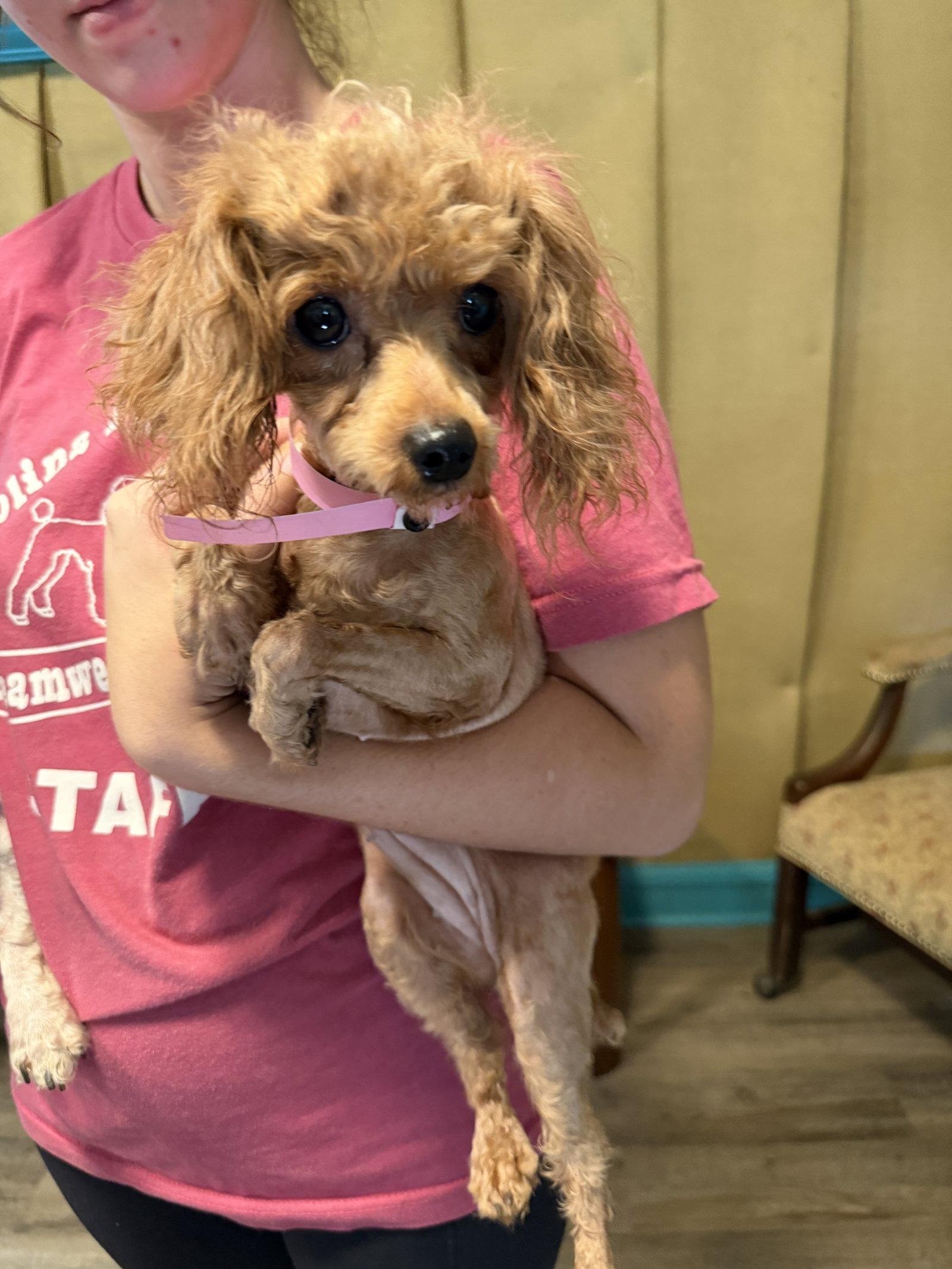 Enlarge Daphne Jul 26 PHOTOS + DES + GROOM, a Adopted Poodle in Pacolet, SC image 1/2