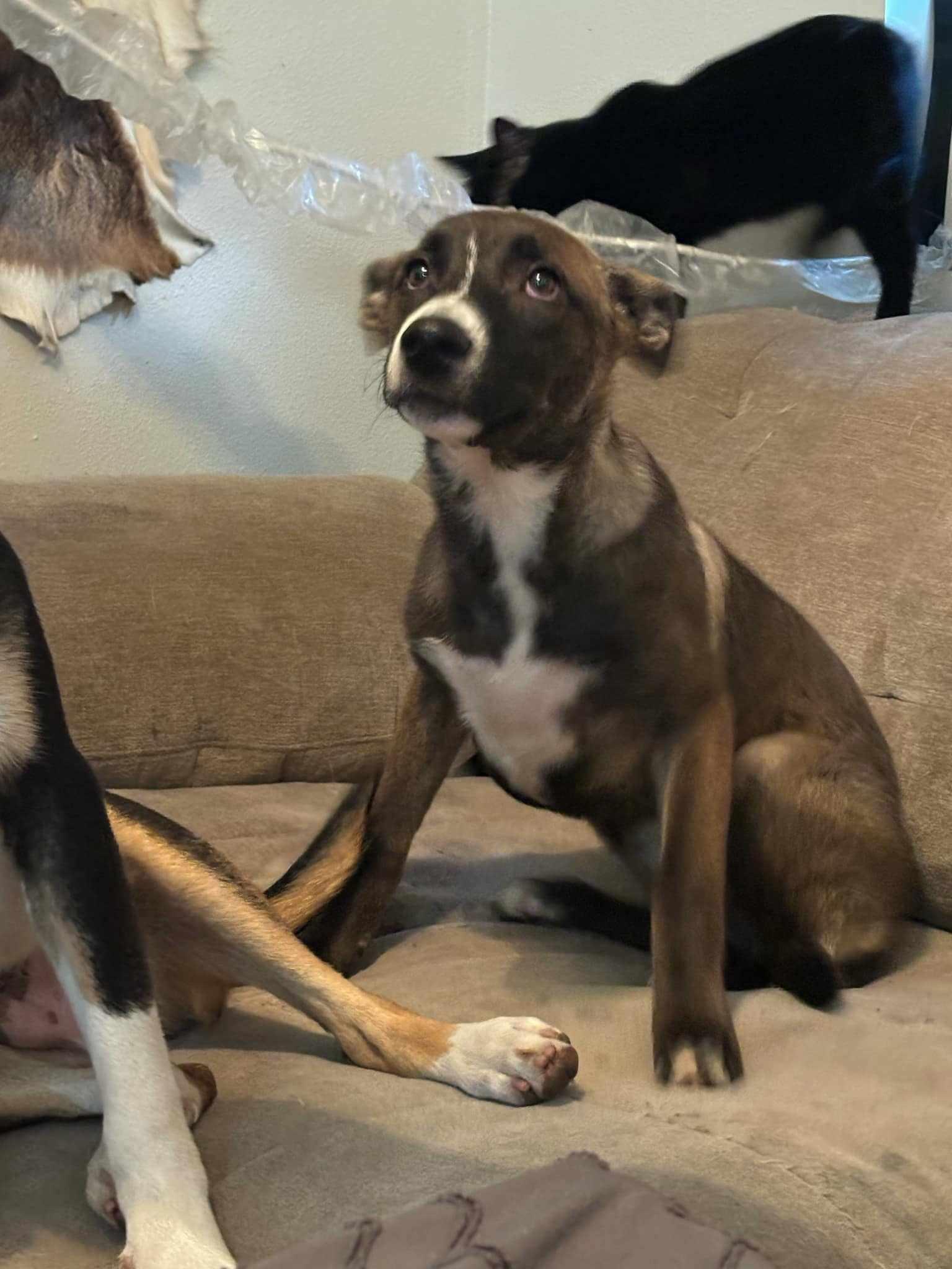 Mae, Adoptable, Puppy Female American Staffordshire Terrier & Labrador Retriever.