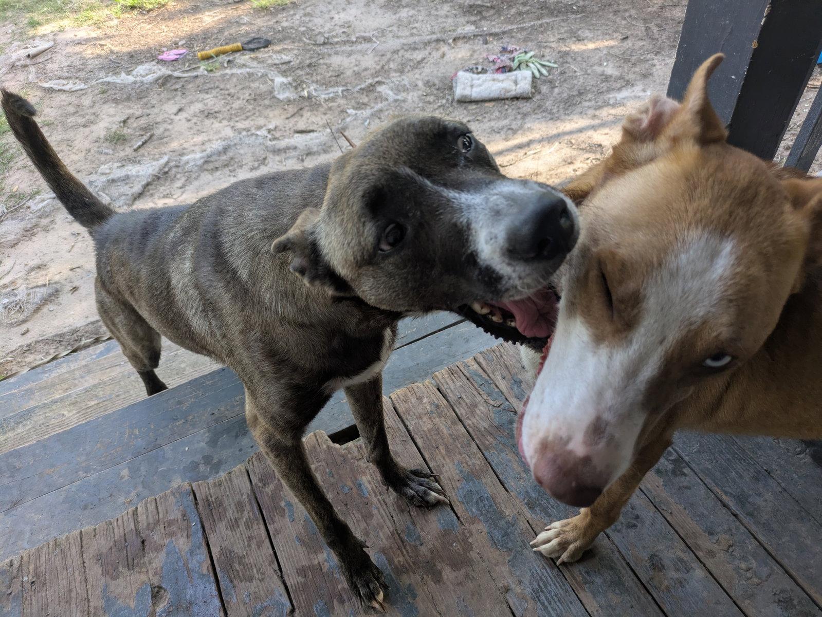 Mae, Adoptable, Puppy Female Belgian Shepherd / Malinois & Labrador Retriever.