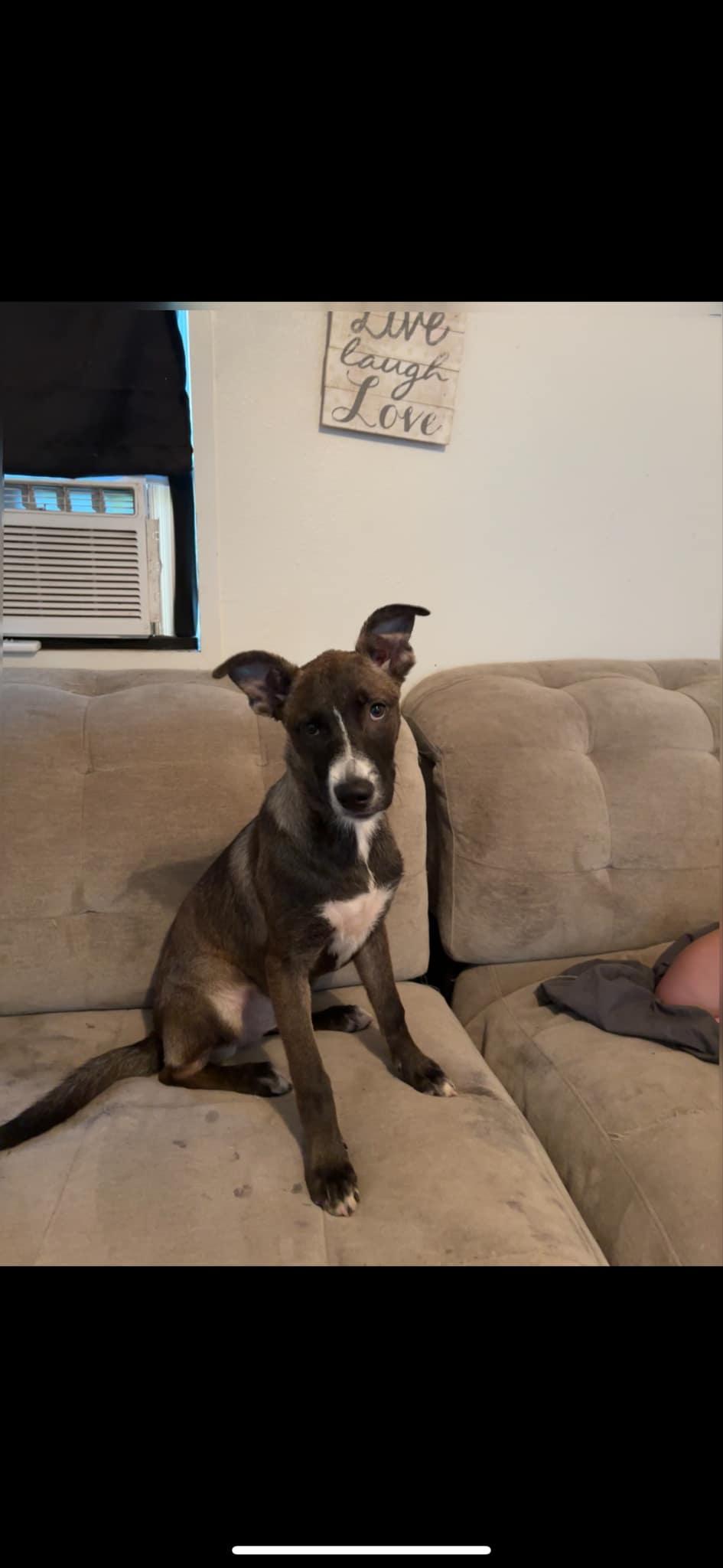 Mae, a Adoptable mixed breed in Orange Grove, TX image 2/3