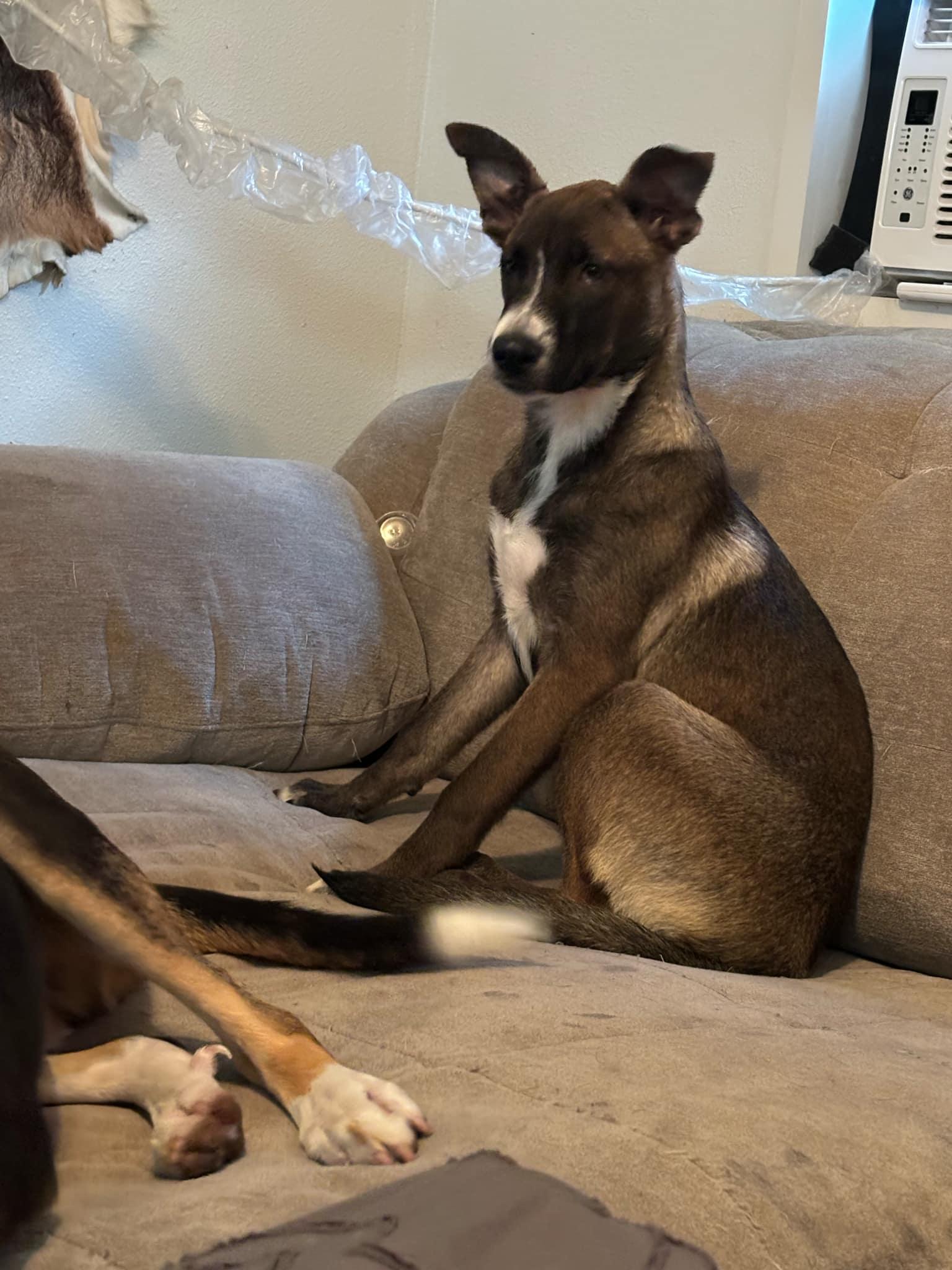 Mae, Adoptable, Puppy Female American Staffordshire Terrier & Labrador Retriever.