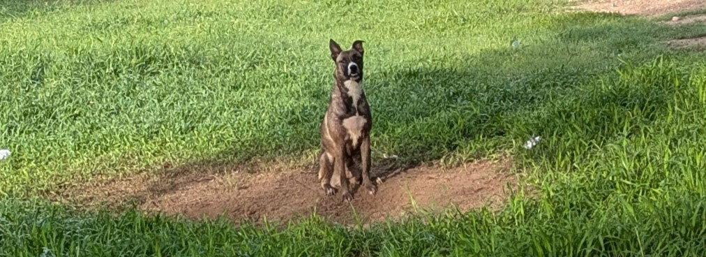 Enlarge Mae, a Adoptable mixed breed in Falfurrias, TX image 2/3