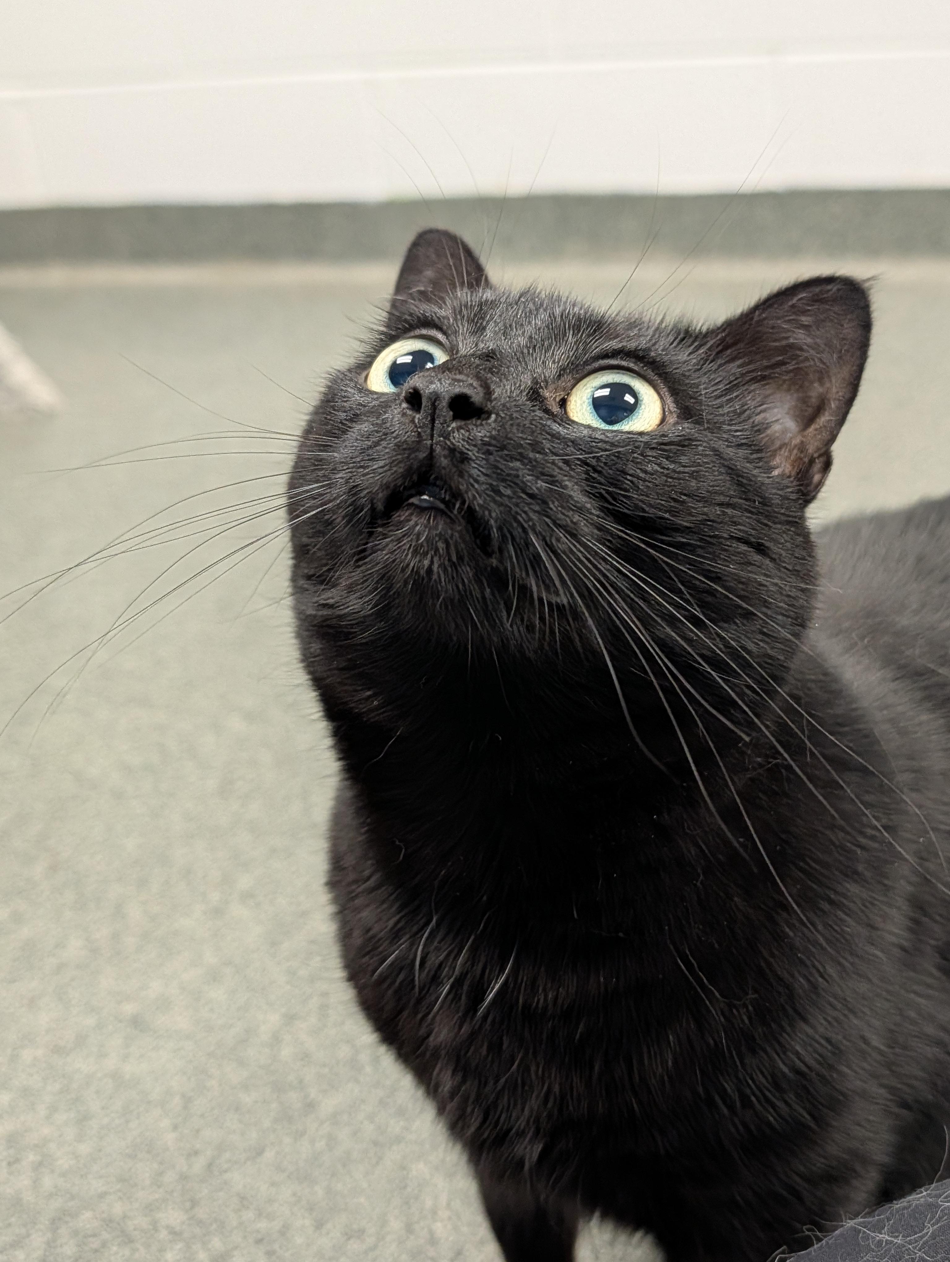 Zoey, an adoptable Domestic Short Hair in Mount Pleasant, MI, 48858 | Photo Image 1