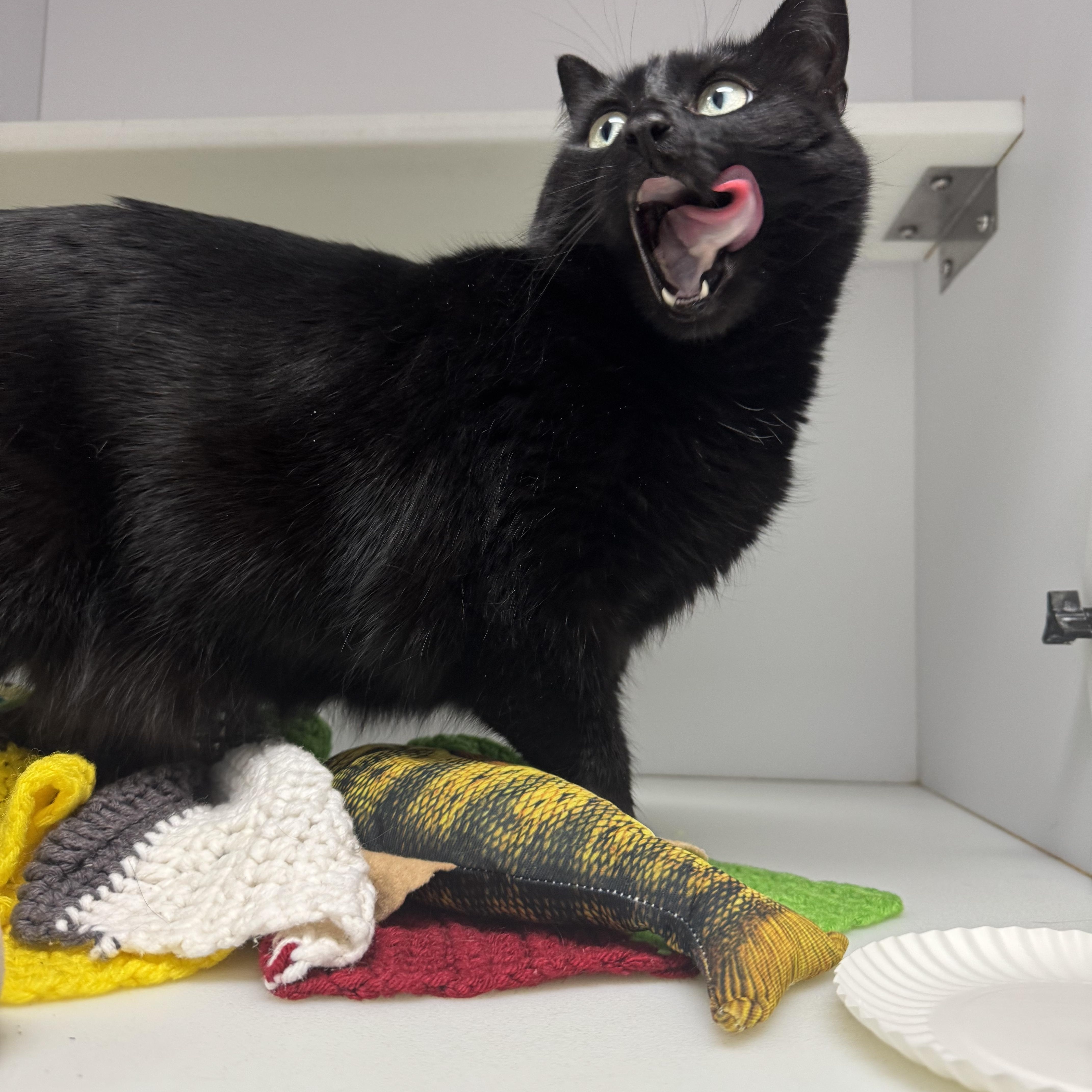 Zoey, Adoptable, Adult Female Domestic Short Hair.